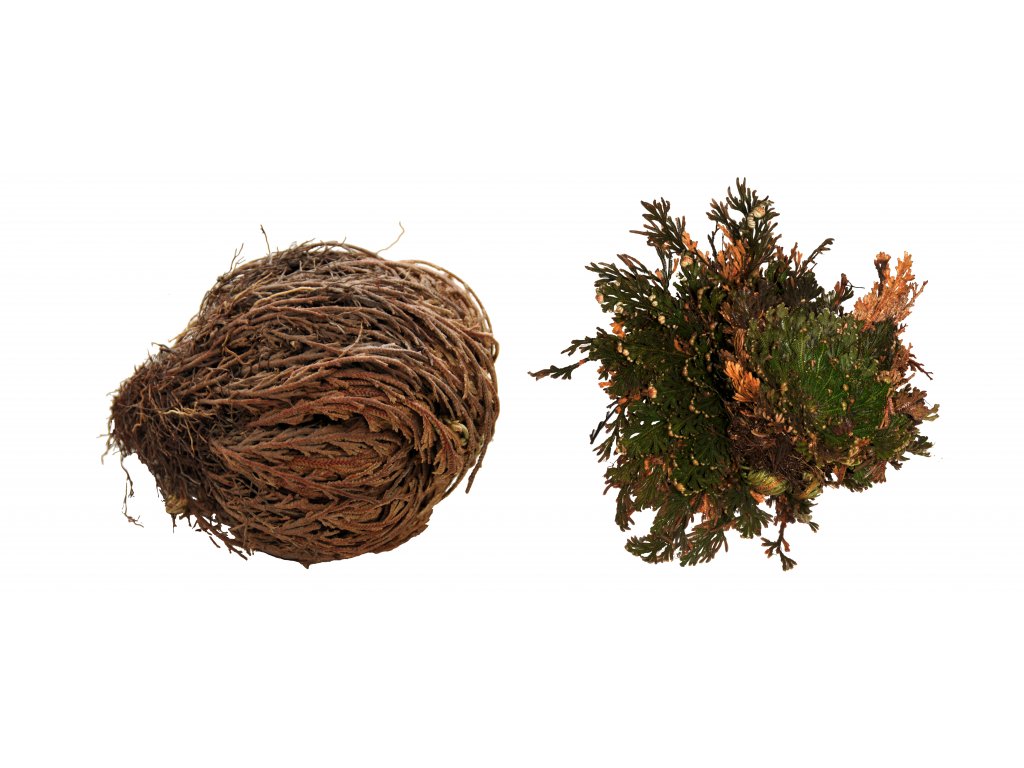 Lucky Reptile Rose of Jericho 50 g FP-64210
